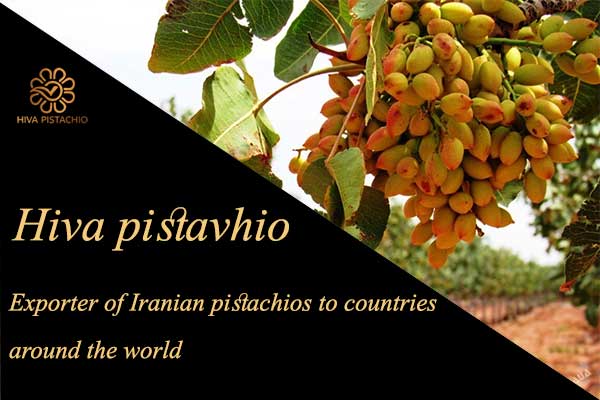 Hiva pistachios | Iranian biggest pistachio exporter
