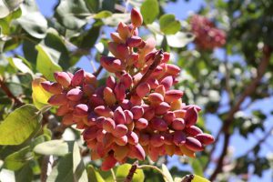 pistachio tree