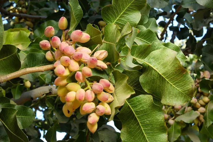 pistachios fruit