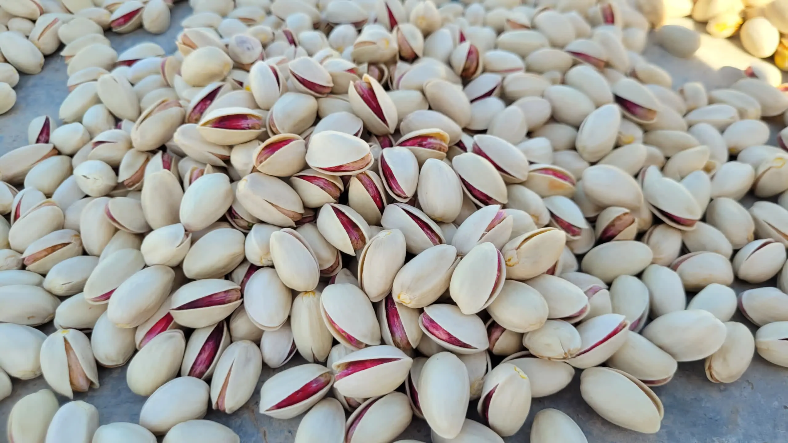 2024 pistachio new crop